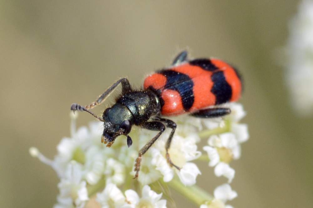 Trichodes apiarius e Ctenopus sulphureus